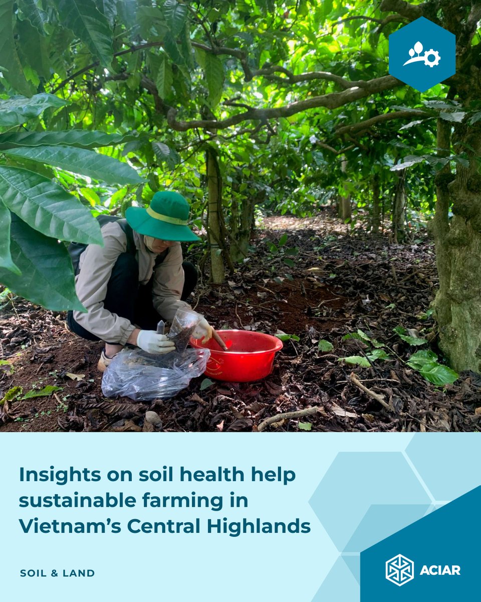 ACIARAustralia's tweet photo. Vietnamโs Central Highlands produce much of the worldโs traded Robusta coffee, but soil health is under increasing pressure. ๐ป๐ณ
#ACIAR-supported research is improving understanding of soil health risks and helping inform locally tailored solutions.
๐ https://t.co/d69GM0uCIQ https://t.co/HB7CduGzYe