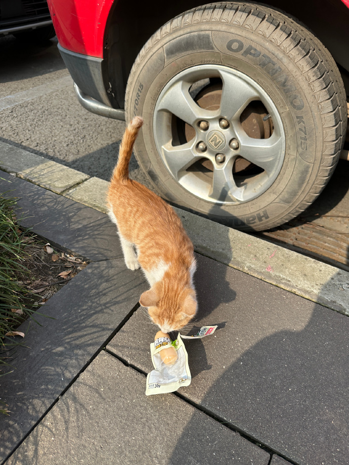 i_drop's tweet photo. Just now got chased by a stray cat for half a block in downtown. Guess I invaded its coffee break spot. #CityStroll #RandomMoments https://t.co/EV9jeOOqxp