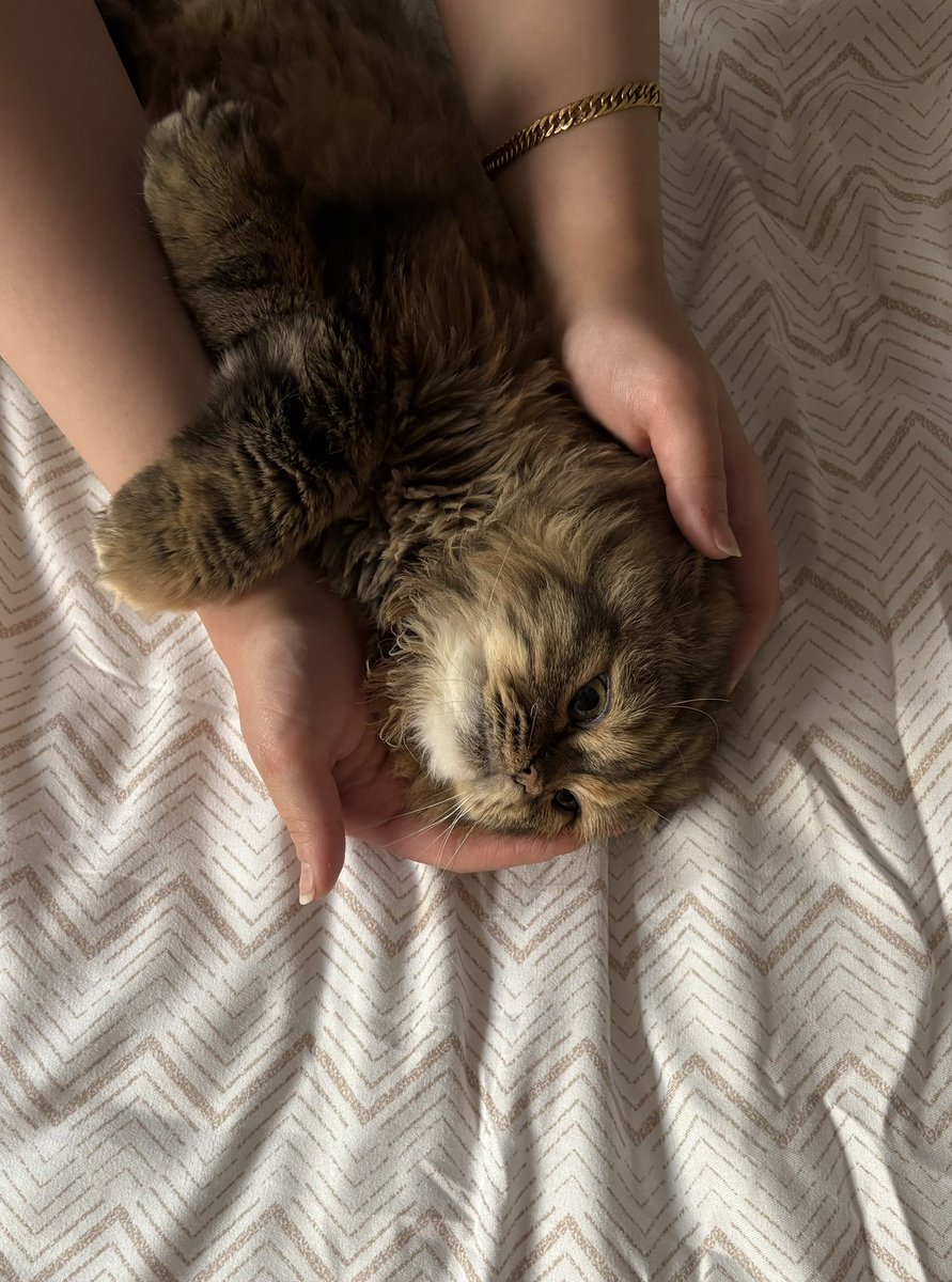 Anoodrr's tweet photo. This is what a good morning looks like 🐈‍⬛🧡 https://t.co/FAbMS0oghP
