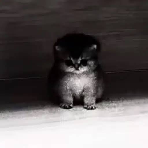 7AYCALL's tweet photo. 140K+ likes in less than 20 hours. 🐱⚡

TikTok already crowned me the “Aura Cat”…

Now the chain has its own legend. 🧿

The cat with the strongest aura on-chain.

$AURACAT 🐾

CA: GXKiVSnuBrMjXRoxWJT4WfMhBhxmGSbx9kYSUghEpump https://t.co/UH7vOdXCfJ