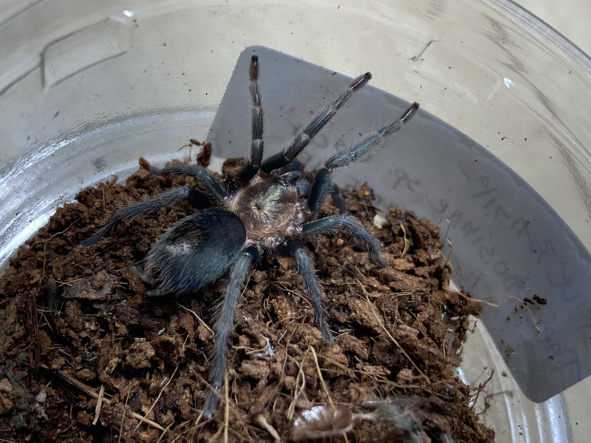 さっちゃん🐛🦂🕷 (@BugsLife3939) / Posts / X