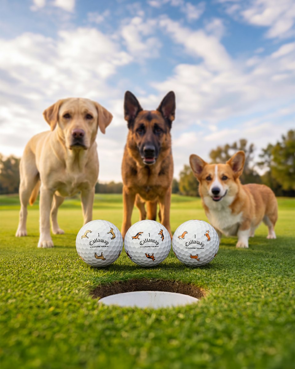 CallawayGolfEU's tweet photo. Three dogs. One tough decision. 🐶

Choose from three Limited-Edition Chrome Tour Dog designs: German Shepherd, Yellow Lab or Corgi.

Shop your dog 👉 https://t.co/uVxSaDd6rp https://t.co/5yng2oq2kr