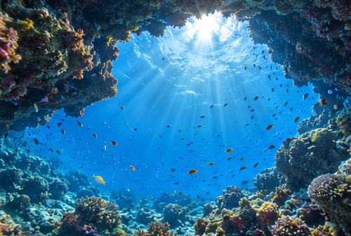 Divemaster_hyde's tweet photo. 黒い島と南の魚、矛盾が好き。🐠

#水中光線 #diving #underwaterphotography #mysticalocean #海のある暮らし #光の表現 https://t.co/guKyKKXNIi