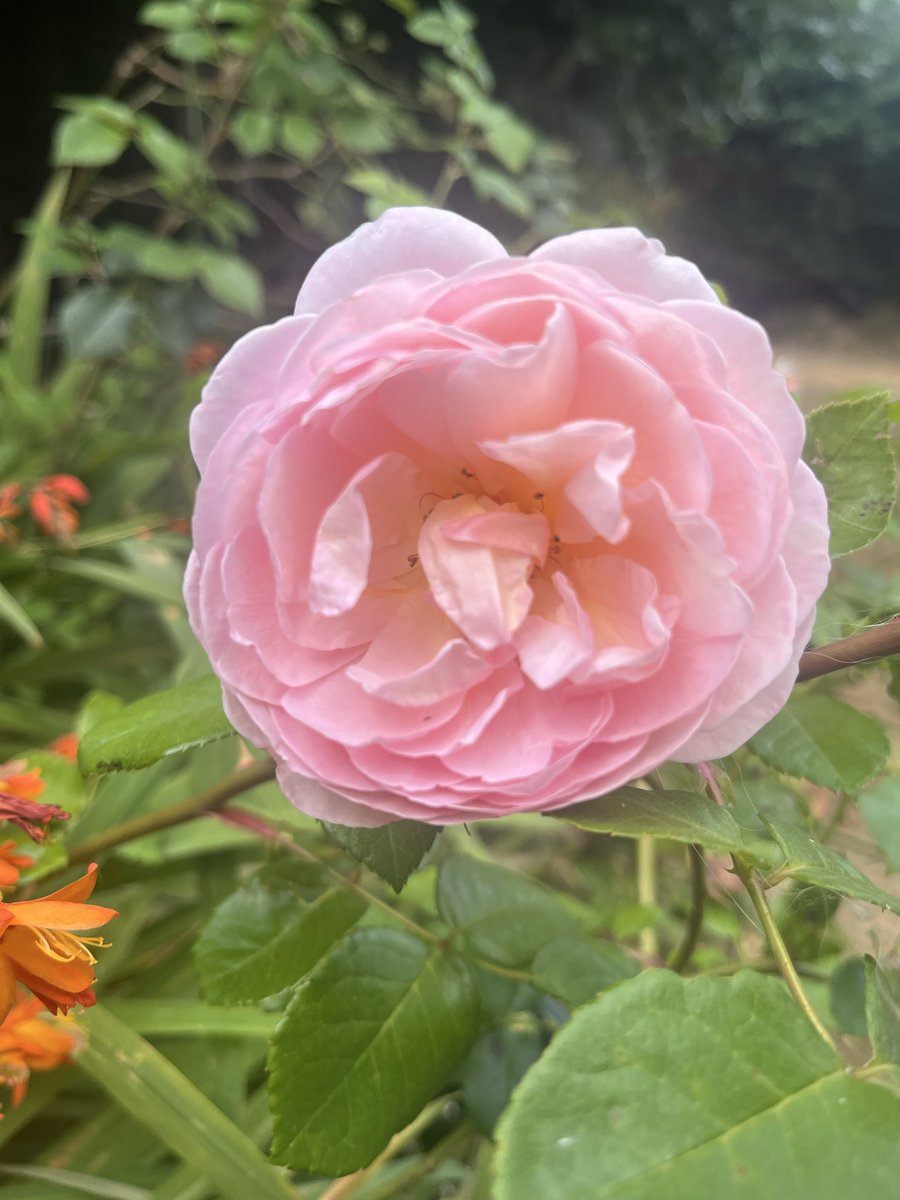 RallymanMurph's tweet photo. #RoseWednesday Bunny, Nottinghamshire. Beautiful scent https://t.co/jztfER1QS2