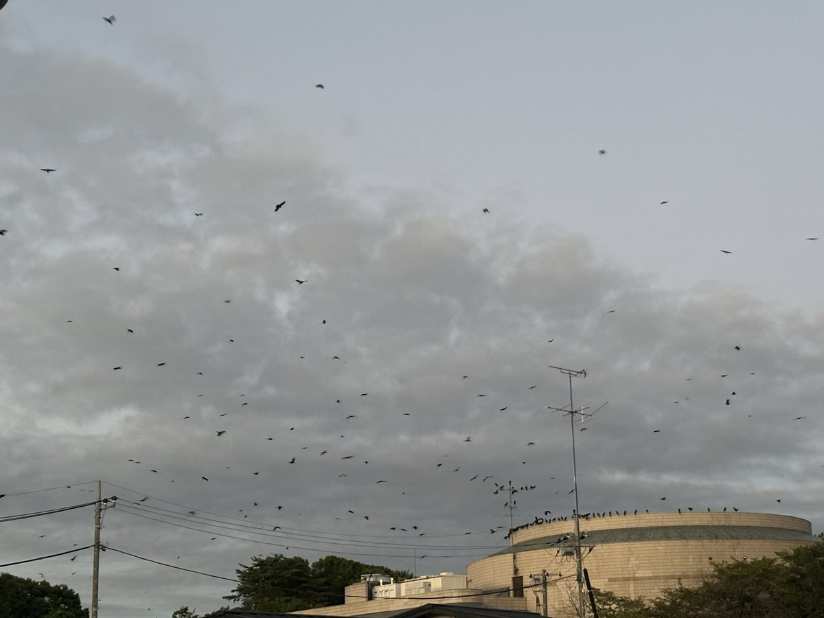 cororo_tan's tweet photo. 館林の空、ブラハリワーク前のワールズエッジくらいカラス飛んでて草 https://t.co/xaJwaeW66y