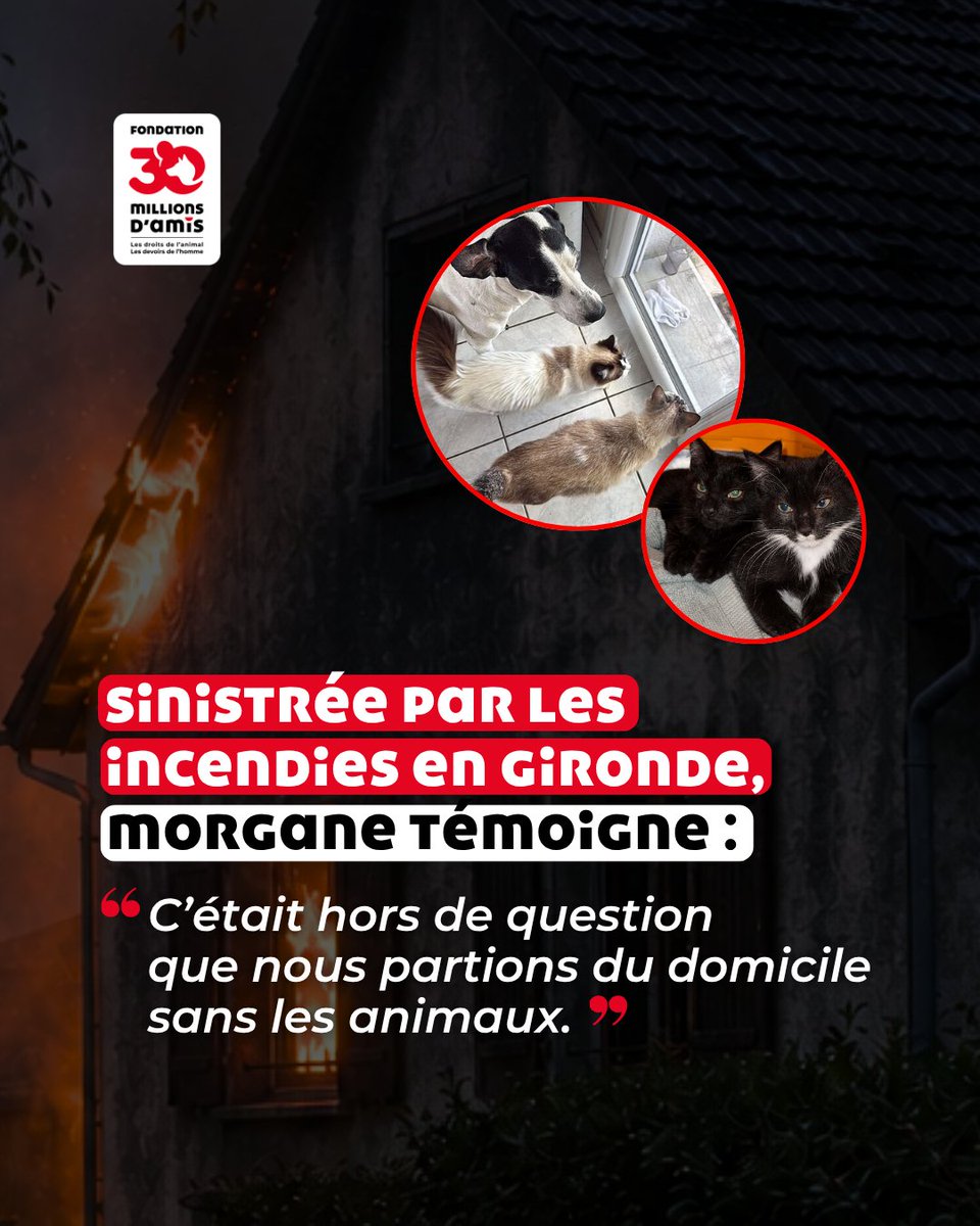 30millionsdamis's tweet photo. 🔥 Incendies en Gironde : face à l’urgence, les familles et leurs animaux ont dû évacuer ensemble. 

Morgane, habitante de la commune du Barp, en Gironde, nous raconte son évacuation. Dans la nuit du 25 au 26 juillet, elle a dû quitter précipitamment son domicile avec son chien et les 7 chats qu’elle gardait 🐱🐶 

⏱️ Une véritable course contre-la-montre : en trente minutes, Morgane a réussi à mettre tout le monde en sécurité.  

🚨 Un événement qui rappelle que les animaux sont eux aussi directement touchés lors des catastrophes et qu’ils doivent être pris en compte dans les dispositifs de secours.  

Face à cette situation, vécue par des milliers d’autres sinistrés, un véritable élan de solidarité s’est organisé autour des familles et de leurs animaux. Associations, bénévoles et habitants se sont mobilisés pour apporter de la nourriture, de la litière et du matériel aux animaux déplacés par les incendies 🤝🐾 

👉 Retrouvez le témoignage complet sur : https://t.co/DGXP0yNQNG
 
#30MillionsDAmis #Incendies #Gironde #Animaux #Évacuation #Solidarité #ProtectionAnimale