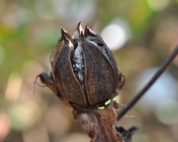 CropNetwork's tweet photo. Cotton boll rots are caused by numerous fungi and bacteria. Identifying the primary pathogen is difficult due to non disease-causing fungi on rotten bolls. Yield losses are greater with frequent rainfall and dense crop canopies.

Fusarium boll rot is the most common boll rot in the U.S., causing bolls to turn brown to black with pink or orange masses under humid conditions. Phytophthora boll rot shows soft, watery, black rot symptoms, while Xanthomonas boll rot starts as small, circular, water-soaked lesions that turn black when dry. Seed from infected bolls are likely to carry bacteria that can impact the subsequent crop.

Managing plant growth, using pathogen-free seed, and controlling insects can reduce the impact of boll rots. Fungicide applications have limited efficacy in managing boll rots.

@travisfaske @baldpathologist @bobkemerait @ppp_trey @DaisyHAhumada @MahDuffeck @OnofreLab @Cotton_Guy @kmbiss @CottonInc #cotton