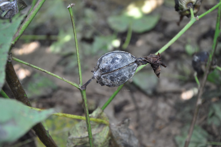 CropNetwork's tweet photo. Cotton boll rots are caused by numerous fungi and bacteria. Identifying the primary pathogen is difficult due to non disease-causing fungi on rotten bolls. Yield losses are greater with frequent rainfall and dense crop canopies.

Fusarium boll rot is the most common boll rot in the U.S., causing bolls to turn brown to black with pink or orange masses under humid conditions. Phytophthora boll rot shows soft, watery, black rot symptoms, while Xanthomonas boll rot starts as small, circular, water-soaked lesions that turn black when dry. Seed from infected bolls are likely to carry bacteria that can impact the subsequent crop.

Managing plant growth, using pathogen-free seed, and controlling insects can reduce the impact of boll rots. Fungicide applications have limited efficacy in managing boll rots.

@travisfaske @baldpathologist @bobkemerait @ppp_trey @DaisyHAhumada @MahDuffeck @OnofreLab @Cotton_Guy @kmbiss @CottonInc #cotton