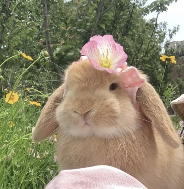 dreamyyarchive's tweet photo. 🐇 🌸 https://t.co/YJz8e3QHei
