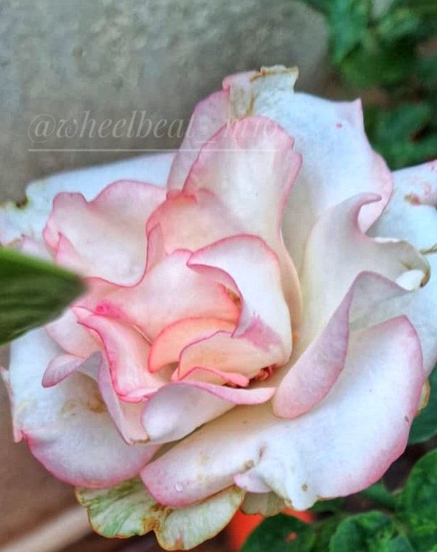 wheelbeat_m16's tweet photo. Good Wednesday everyone ☀️☕ 
QP or Share your rose for 

#RoseWednesday https://t.co/aQiWHA8CxS