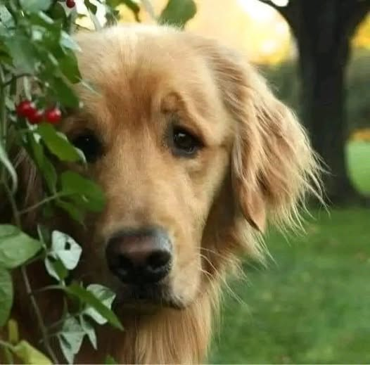 TOPRAK_2_'s tweet photo. 🦮🐈🐈🐈🐈
"Şimdi bizim memlekette bir moda çıktı.
Çocuğunuzun gelişimi için,
Kedi köpek alın diye RACON kesenler var.
Aileler de çocuklarına kedi köpek alıyorlar.
Beraber yazlığa Bodrum’a, Çeşme’ye,
Marmaris’e gidiyorlar.
Çocuk yazlıkta hayvanla oynuyor.
Yazın havada sıcak hayvan bahçede yaşıyor.
Yazlıktan dönüş başlıyor.
Hayvanı arabadan yolda indirip,
Bir ağaç altına bırakıp,
Ailecek kaçıyorlar.
Hayvanda peşlerinden koşuyor.
Yorgun düşüp tek başına kalıyor.
Aile dönüyor.
Hayvanın yaşama şansı olursa barınağa gidiyor.
Şimdi bu çocuk bu şekilde yetişti.
Sıkıştığın yerde can bildiğin hayvanı bırak gel.
Bunun adı kişisel gelişim.
Bunlar da anne ve baba.
Sıkışınca bırak kaç.
Çocuk küçüklüğünde bunu öğrendi.
Kişiliği oturdu.
Verdikleri eğitim bu.
Bırak kaç.
Sonunda sıkışınca,
Karısını bırakacak,
Çocuğu bırakacak,
Sonunda ana babayı da,
Huzurevine bırakacak...
Sizde vicdan yok mu?
İnsanlık yok mu?
Ailenin babası,
Sorsan önemli adamdır.
Bilmem ne bölüm başkanıdır.
Karısı da bilmem ne derneği üyesidir.
Sorsan çocuk gelişimi konusunda saatlerce konuşur.
Ama üç kiloluk köpeği sokağa bırakacak kadar
Vicdansızlardır.
Karşınızdaki canlı.
Bakamayacaksan alma.
Ev köpeği sokakta yaşayamaz.
Yemek bulamaz.
Bu ölmüş ananızın eski ayakkabısı değil ki,
Kaldırıma koyunca alsınlar.
Aldığı hayvanı bırakan onun dışarıda yaşayacağını ummasın.
Alıntı
Zeynep Eman