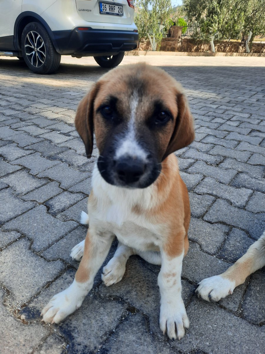 Val_Joens's tweet photo. Bir mucize oldu. Altı kardeşten 5 tanesini yuvalandırdık. İçlerinde en kıyamadığımız, en sakin, en aşk çocuk kaldı geriye. 3.5 aylık. İzmir'de takip şartı ile yuva arıyoruz. Siz ona değil o size mucize olacak😍 sitenin dışına bile çıkmaya korkar. Sevgi pötürcüğü bir tipitip. https://t.co/o1IZMYPSgs