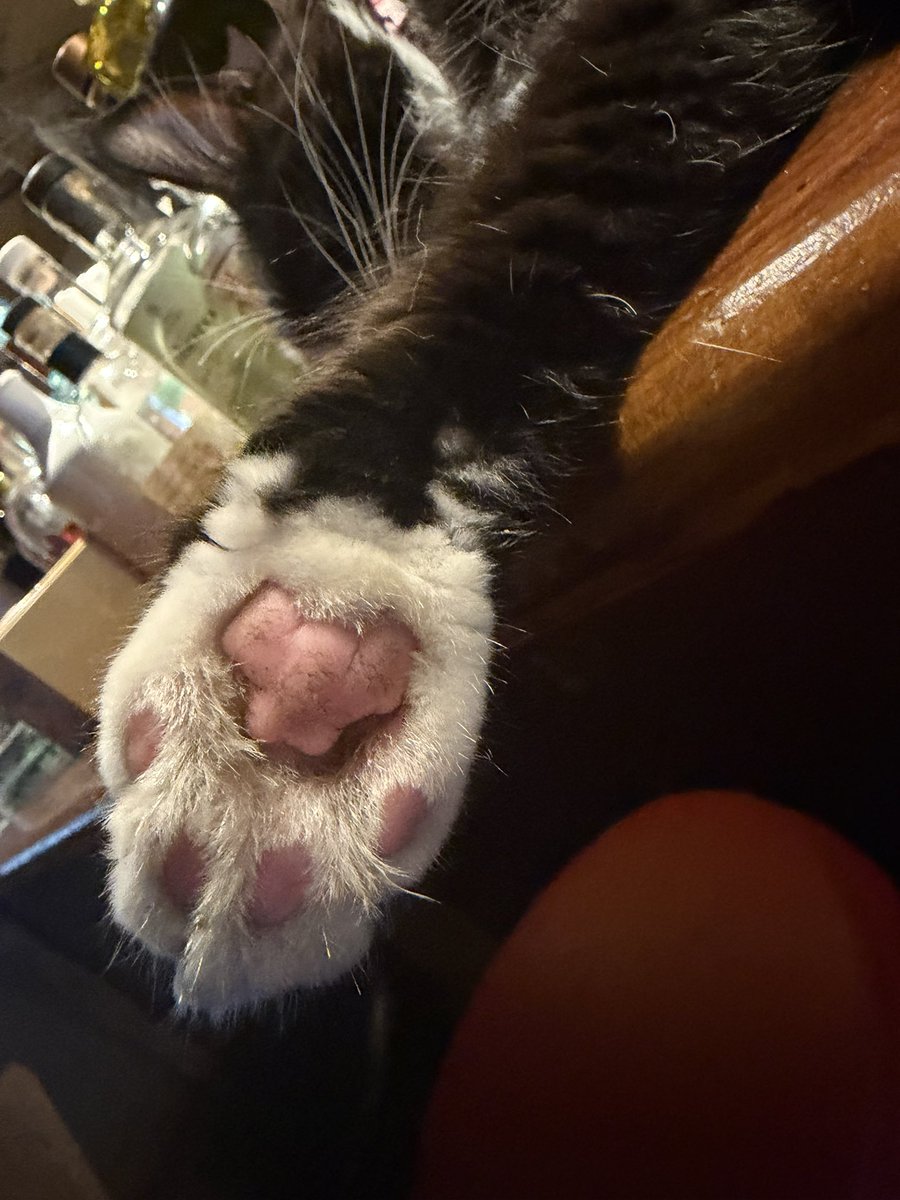4csbar_rosso's tweet photo. 只今、お席空いてます🍹

暇なので猫の肉球でも観察するか…🐾 https://t.co/4ZyIz79km1