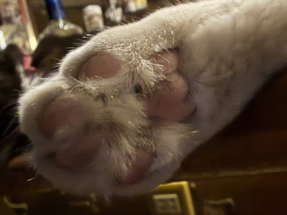 4csbar_rosso's tweet photo. 只今、お席空いてます🍹

暇なので猫の肉球でも観察するか…🐾 https://t.co/4ZyIz79km1