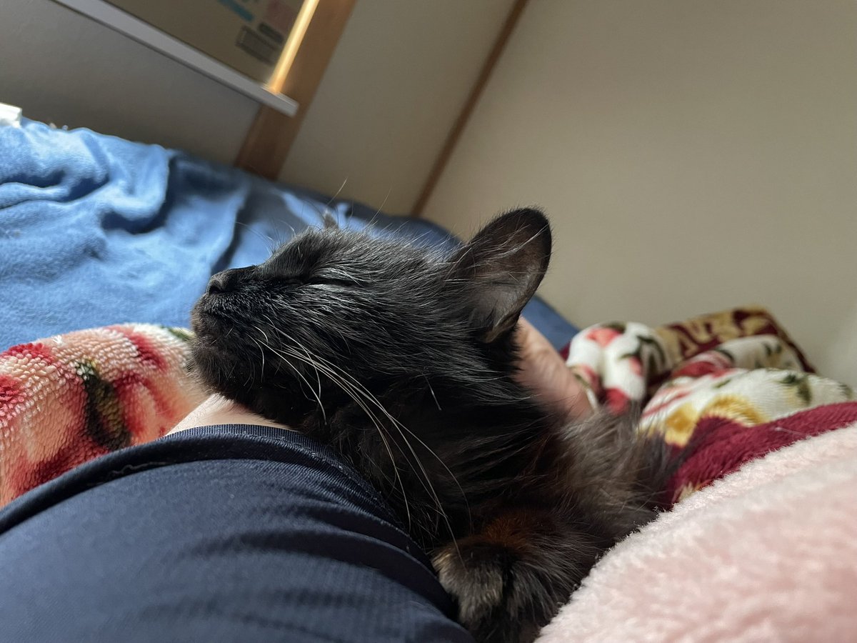 myon_code2's tweet photo. あんみつさん二度目の入院

あんみつさんの居ない部屋

来るモノある

涙出そう

頑張れあんみつさん https://t.co/tE2qqKy2iW