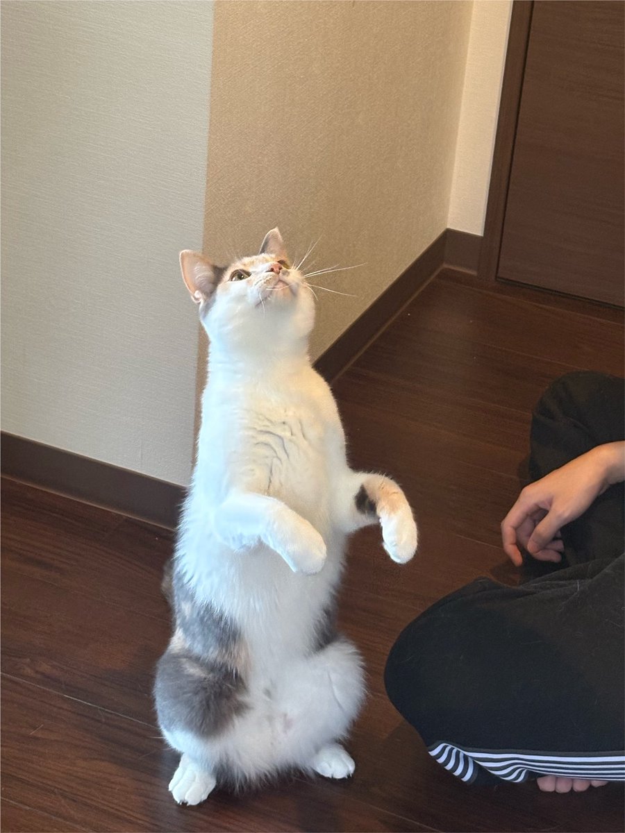 l09640x's tweet photo. 最近のニャンズ https://t.co/vwPkJulvHM