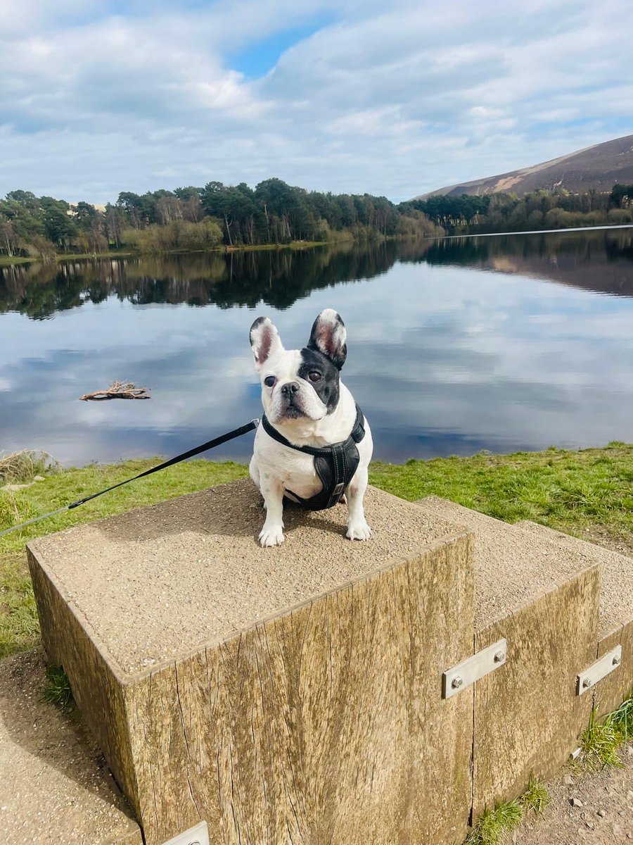 darrengrant1980's tweet photo. Today I said goodbye to my most loving loyal friend heartbroken isn’t even close to how I’m feeling what a life of love you had and gave Daddy will miss you forever 💔💔💔 #franko #frenchie #frenchbulldog https://t.co/gUjmZhfooG