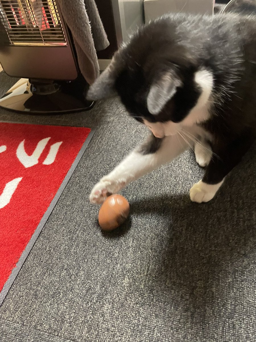 14245535's tweet photo. テンガで遊ぶ猫 https://t.co/CoFQl2zbyo