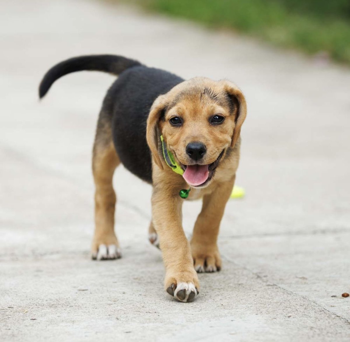 Pet_Mondo's tweet photo. ✨ Biglica po mami, Lu, ponovo traži svoj zauvek dom. ❤️

Nažalost, devojka kod koje je bila u probnom domu shvatila je da je briga o štenetu prevelika obaveza, pa se Lu ponovo našla u potrazi za porodicom. Od celog legla, samo je ona ostala bez svog doma.⬇️ https://t.co/sxisJGRQbE