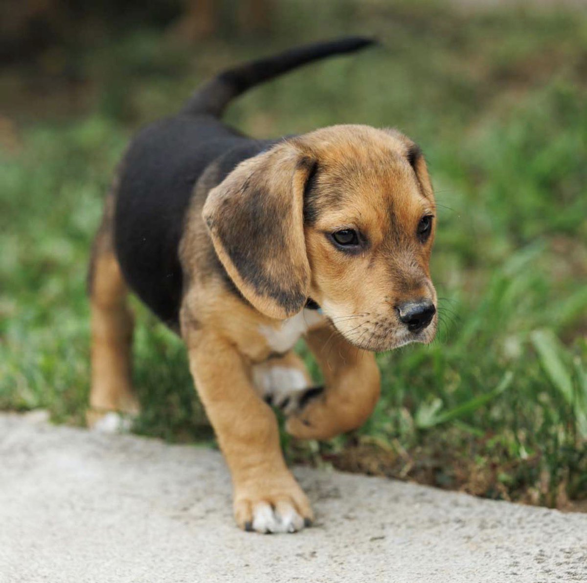 Pet_Mondo's tweet photo. ✨ Biglica po mami, Lu, ponovo traži svoj zauvek dom. ❤️

Nažalost, devojka kod koje je bila u probnom domu shvatila je da je briga o štenetu prevelika obaveza, pa se Lu ponovo našla u potrazi za porodicom. Od celog legla, samo je ona ostala bez svog doma.⬇️ https://t.co/sxisJGRQbE