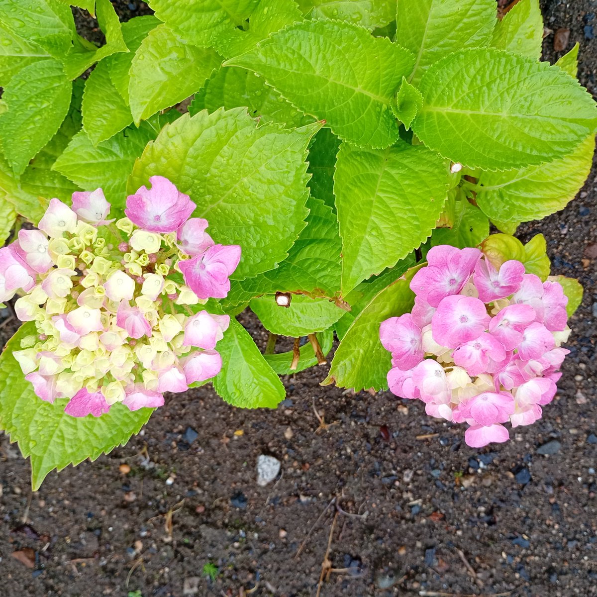 IslaRosedf8n's tweet photo. Pretty flowers https://t.co/puUOaYzWFu
