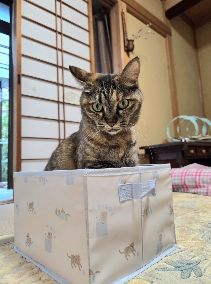 yuje920's tweet photo. #ねこのきもち　の付録に早速入ってるうちのニャン
でもね、それ道具入れなのよー
あなたが入るところじゃないのよー https://t.co/Wj0gEORfeW