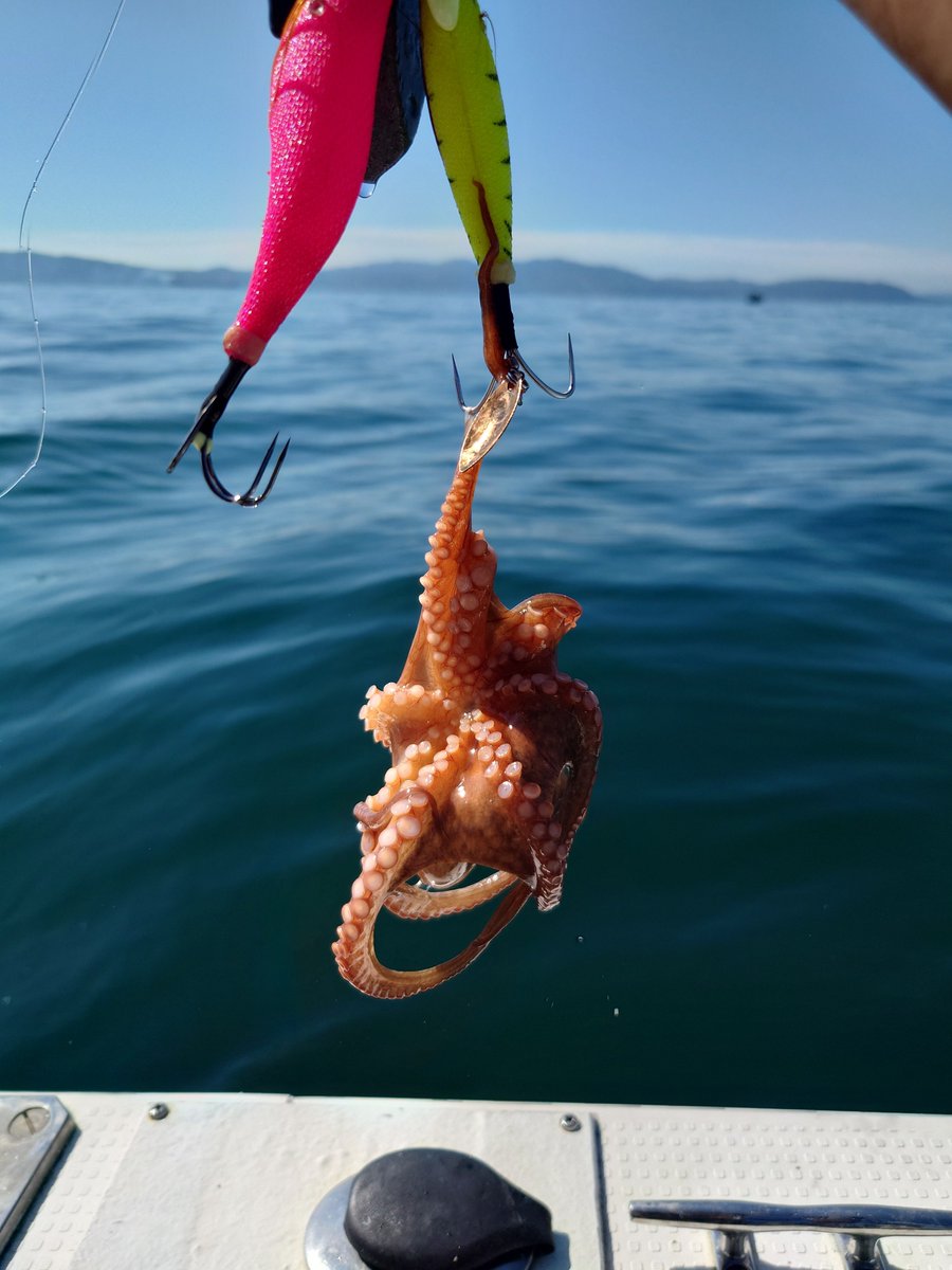 shinyan5266's tweet photo. 早起きして明石でタコ漁に🐙
ちっこいのんはリリースして2匹お持ち帰りしました🤤
楽しかった！！ https://t.co/00DPiVXBdB