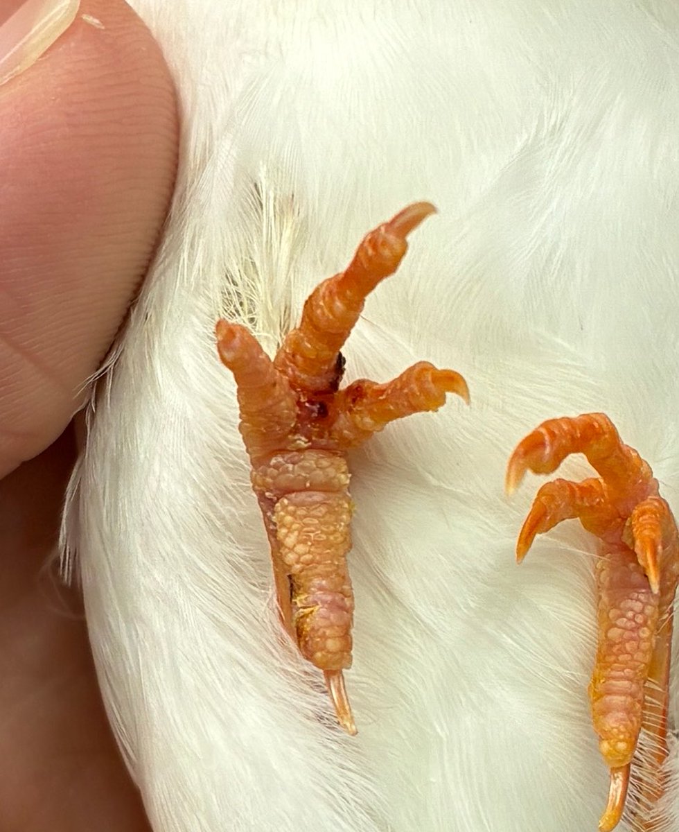 bird_vet's tweet photo. こちらのキンカチョウさんは足が腫れてきて、来院されました。
確認してみると、細かい繊維が指に絡まっており、締め付けている状態でした。

足は浮腫んでおり、違和感から自分でいじってしまい、出血まで起こしている状況でした。

どこで絡まってしまったかはっきりはわからなかったですが、カーテンの繊維が絡まった可能性がありました。

このような状態では、無理やり引っ張ると、逆に足を締め付けてしまうことがあるため、慎重に、かつ取り残さないように繊維を除去していきます。

この子は無事取り切ることができました。
繊維は摂取してしまうこともよくないですが、絡まって絞扼してしまう危険性もあるので、要注意です！