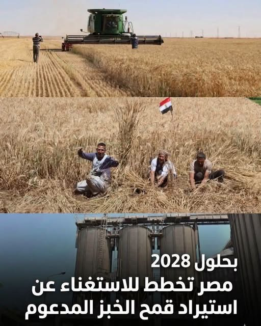 Gehanabdal's tweet photo. لو مصر وصلت فعلًا للاستغناء عن استيراد قمح الخبز المدعوم بحلول 2028 فده هيكون إنجاز كبير جدًا.
#مصر_تنطلق_نحو_المستقبل https://t.co/4GLytD1pkm