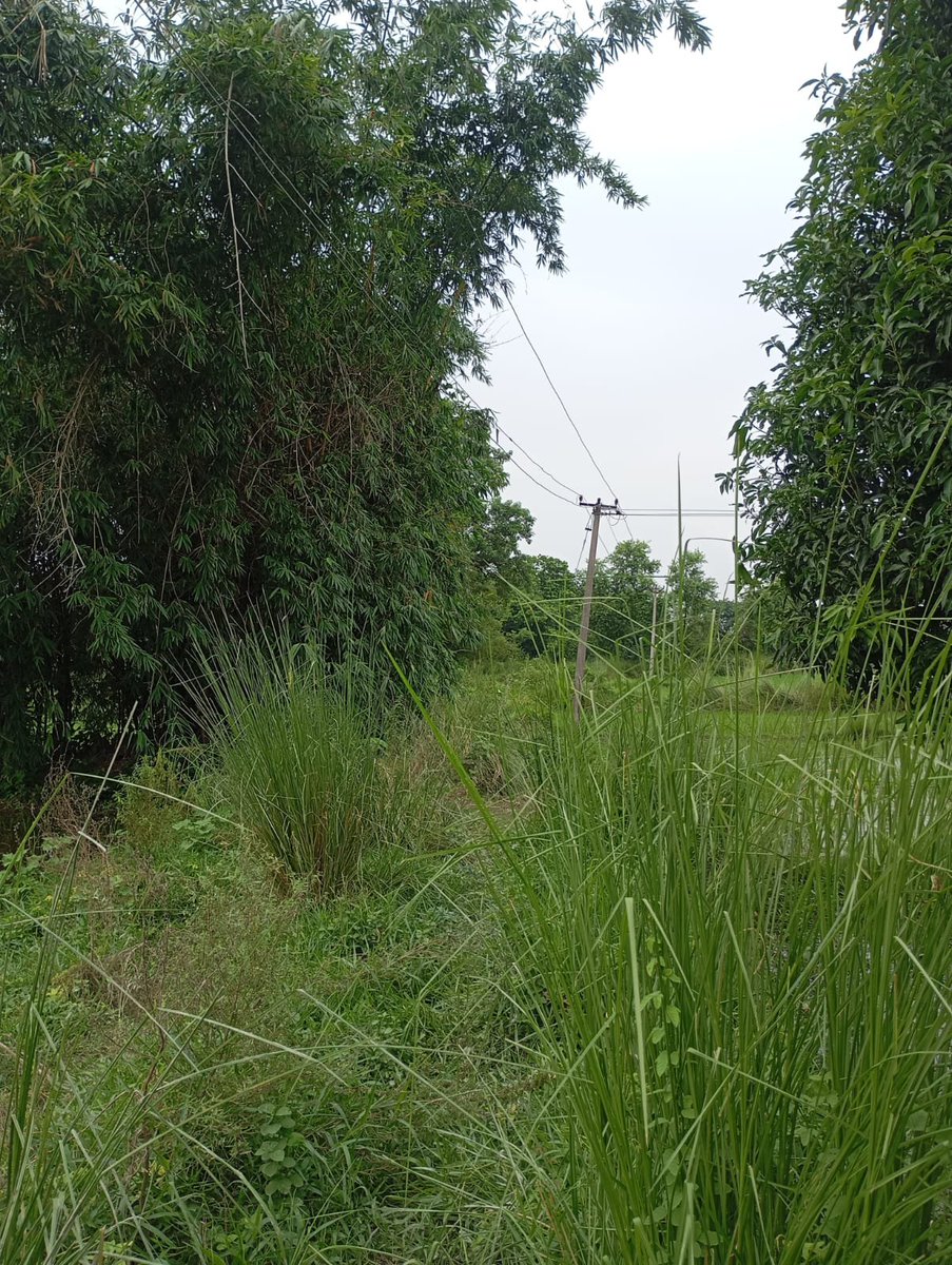 TAUSHIRANSARI's tweet photo. हमारे मुहल्ला में 11000V ka हाई वोल्टेज तार पेड़ se takra रहा है.2020 mein 2 bigha gehu का फसल jal gaya tha,aur aaye din aag lagti hai.Kripya isko turant sahi karwayein,bada hadsa ho sakta hai.पता-ग्राम सोनौली थाना मशरख जिला सारण बिहार841421 @SEVA_NBPDCL @officecmbihar @SARAN_DM https://t.co/WtRGNV1vrk