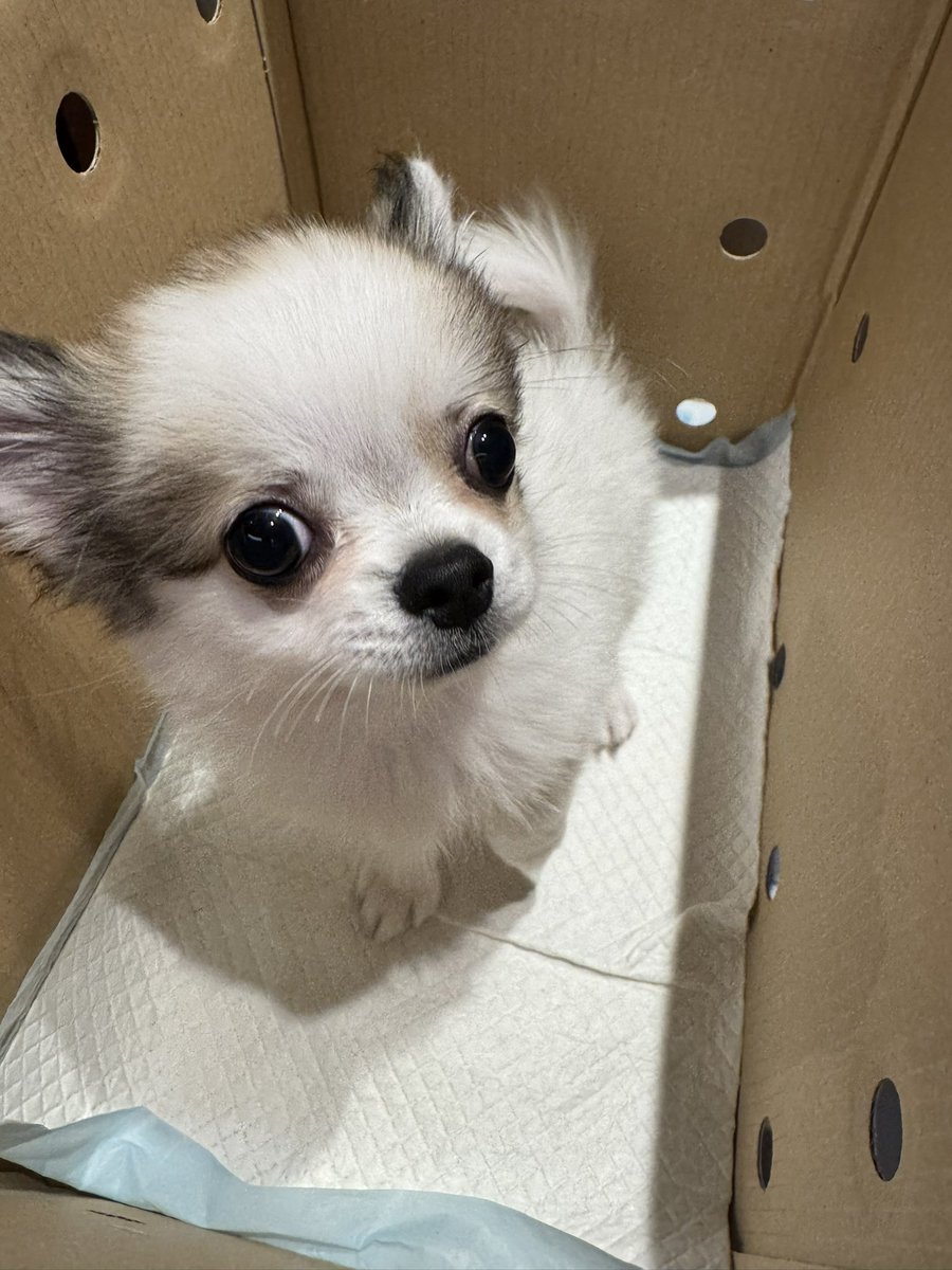 ShuColor's tweet photo. ピンポンパンヌンꉂ📢

れんくんと帰宅中ぬん‼️ https://t.co/mjNSaC9xLp