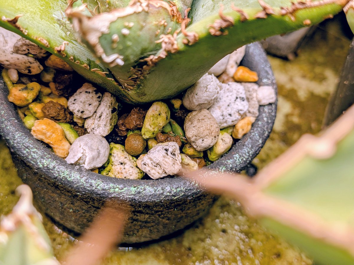 tdrg65's tweet photo. アガベ チタノタ 金蟾 (Agave titanota 金蟾)

順調かと思いきや子株が…
ルール状、鉢増しはできないし…
ぐぬぬ。

金蟾育成チャレンジ @ UZUMAKIボタニカルギャラリー https://t.co/fuetCVmzV1