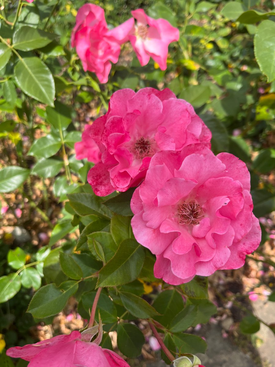 JulieSkillen's tweet photo. #RoseWednesday https://t.co/9qKuxSKvuH