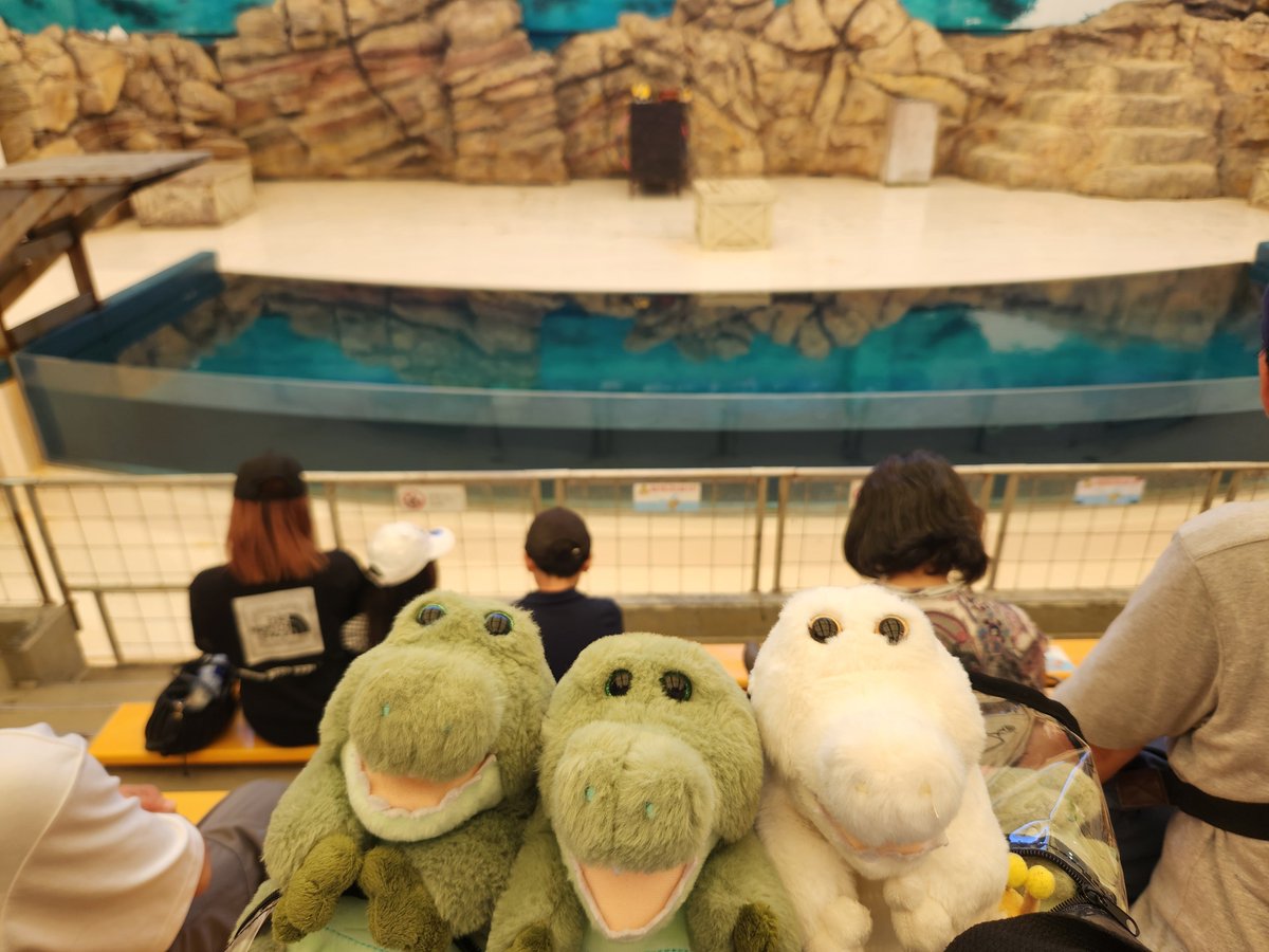 i_two_waally's tweet photo. 🐊🤍（ハナホ）＜これから、イルカショー見るよっ〃

イルカショーじゃなくてアシカショーでした🤗😂
ポーズや輪くぐり、歌にあわせて踊ったりと、とっても可愛くて賢いアシカさんだったよ〜⁽⁽🦭₎₎

#ワーリー
#ワーリーフレンズ
#アイツーんちのワーリーボイス
#鳥羽水族館

※声が出ます https://t.co/g8wlSJXN9Z