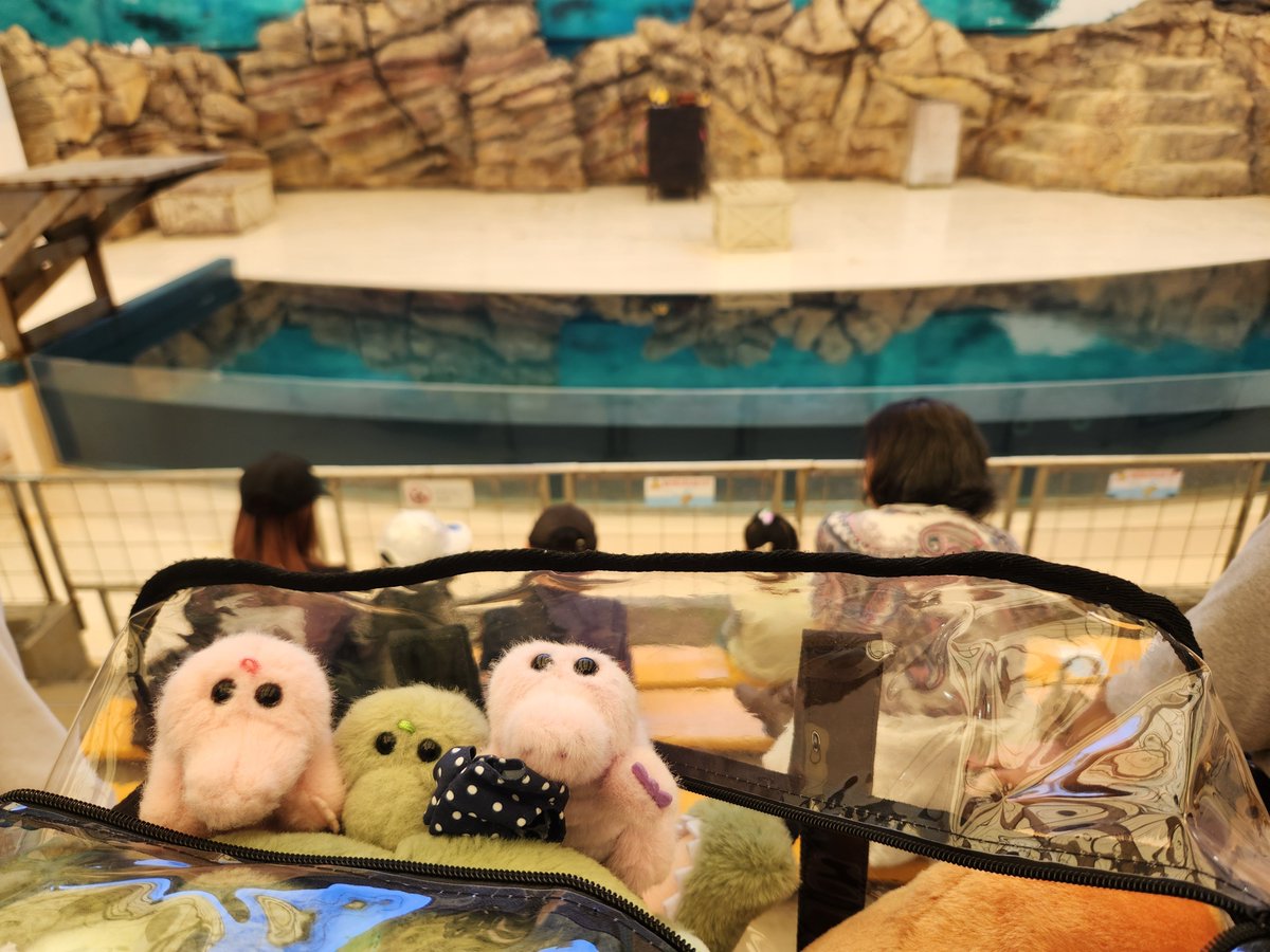 i_two_waally's tweet photo. 🐊🤍（ハナホ）＜これから、イルカショー見るよっ〃

イルカショーじゃなくてアシカショーでした🤗😂
ポーズや輪くぐり、歌にあわせて踊ったりと、とっても可愛くて賢いアシカさんだったよ〜⁽⁽🦭₎₎

#ワーリー
#ワーリーフレンズ
#アイツーんちのワーリーボイス
#鳥羽水族館

※声が出ます https://t.co/g8wlSJXN9Z