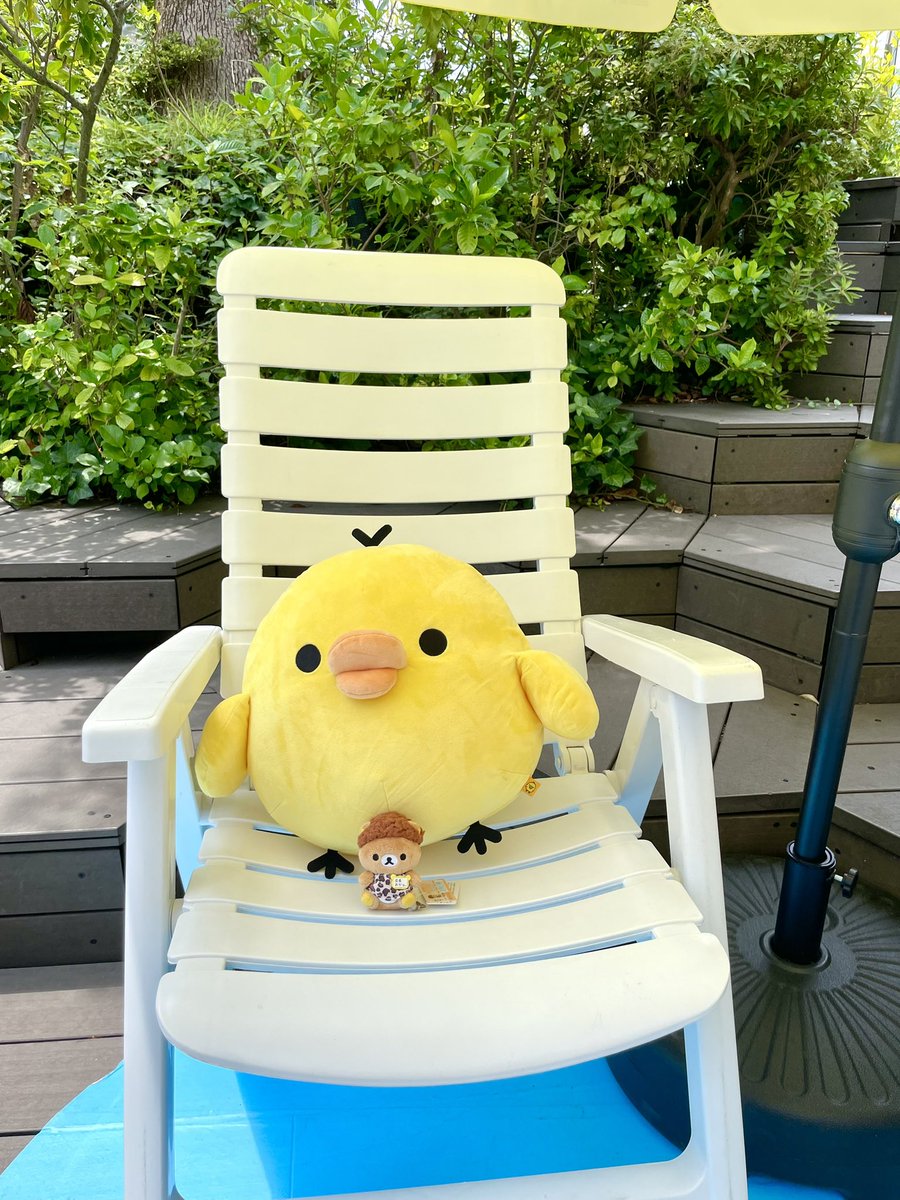 aka81lb's tweet photo. これは先週表参道で涼んでたトリさんにまぜてもらったおかんクマです。 https://t.co/tH8c4f5HOA