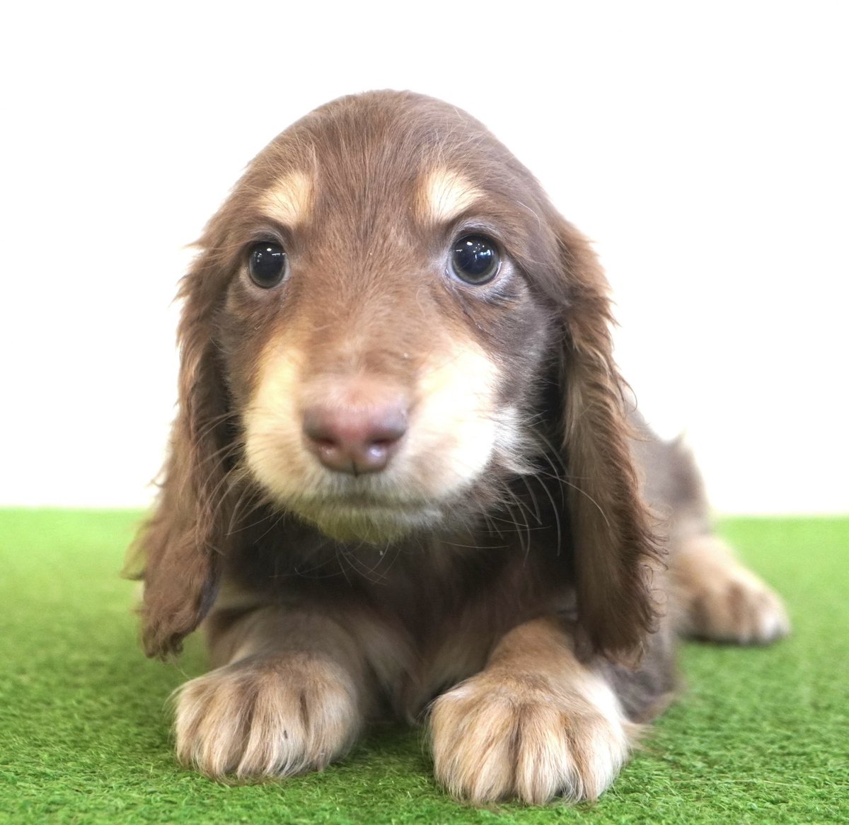 BERUZEDACHS's tweet photo. 子犬紹介🐶
６月19日生まれ　６兄妹
チョコ＆クリーム　♀
チョコ＆クリーム　♀
チョコ＆クリーム　♀
ブラック＆クリーム　♂
ブラック＆クリーム　♀
クリーム　♀
興味がある方はお気軽にお問い合わせください。

https://t.co/bHo045WWtt

#愛媛県ブリーダー https://t.co/zFc0mW1XDu