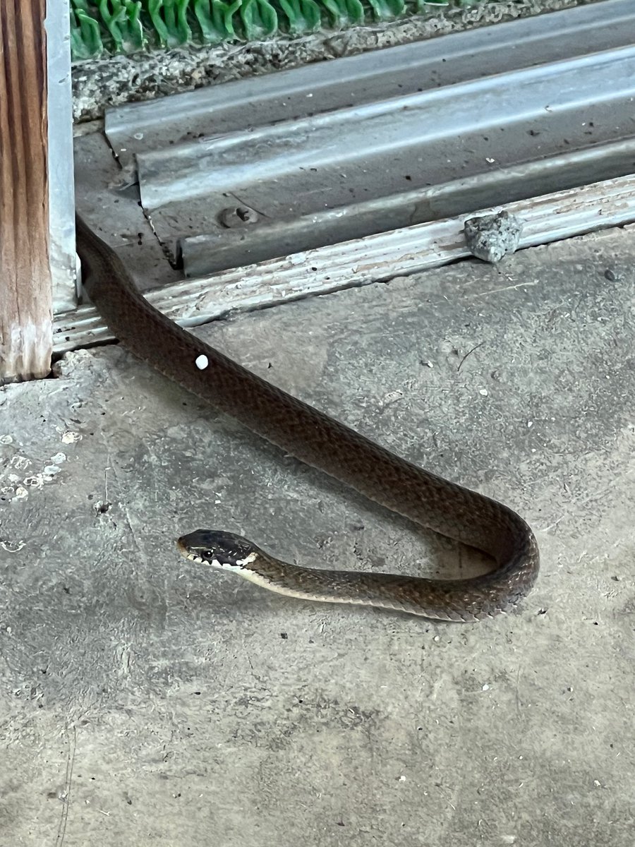 jonny_maxium's tweet photo. 仕事場まわりは平和すぎるのかご近所の猫だけでなくヘビまでやってくるんだな
ヒバカリだから害はまったくないんじゃがな https://t.co/CTN55xjAmB