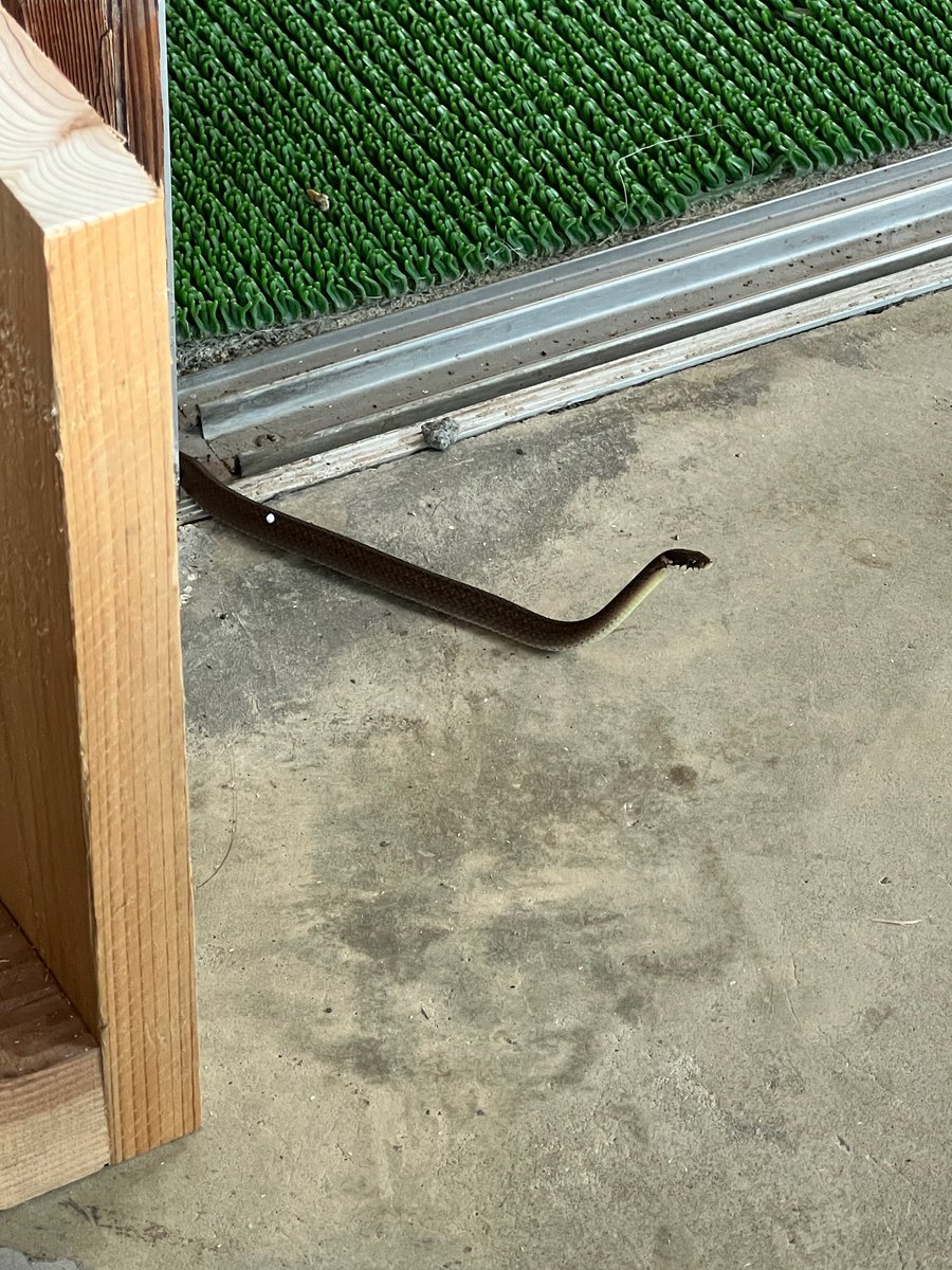 jonny_maxium's tweet photo. 仕事場まわりは平和すぎるのかご近所の猫だけでなくヘビまでやってくるんだな
ヒバカリだから害はまったくないんじゃがな https://t.co/CTN55xjAmB