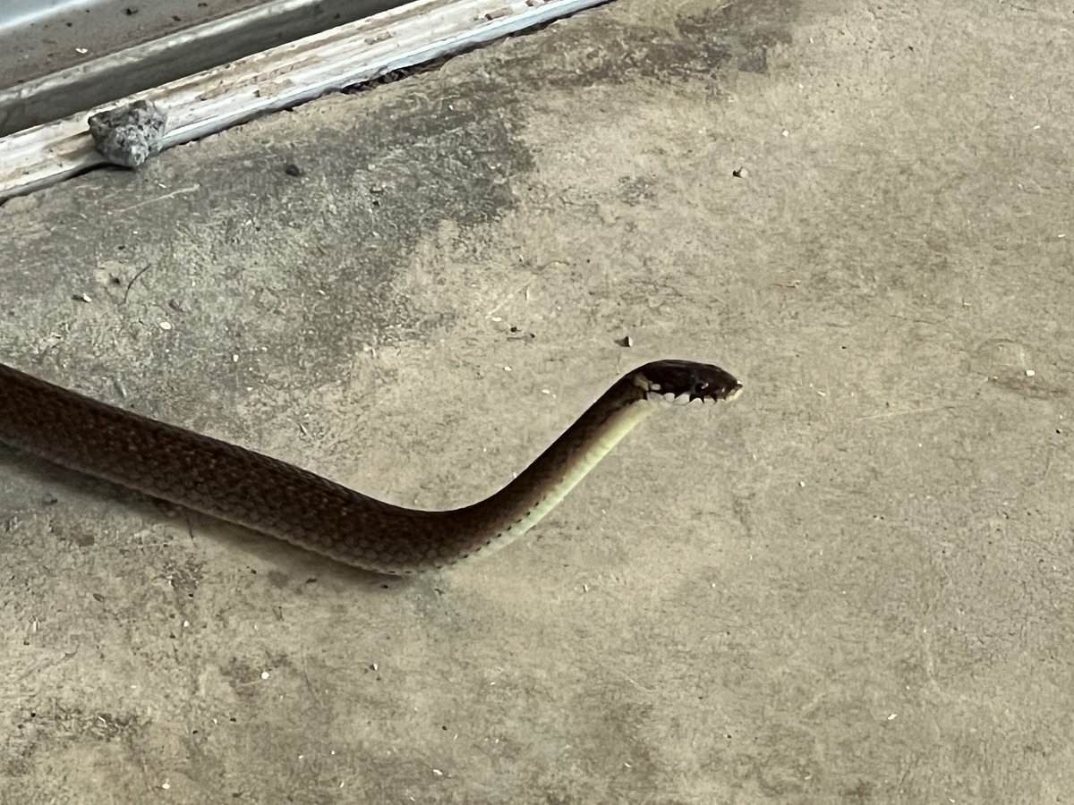 jonny_maxium's tweet photo. 仕事場まわりは平和すぎるのかご近所の猫だけでなくヘビまでやってくるんだな
ヒバカリだから害はまったくないんじゃがな https://t.co/CTN55xjAmB