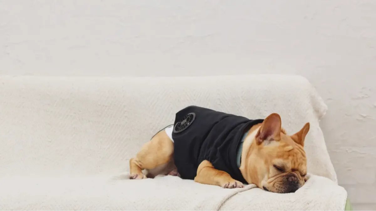 makuake_ca's tweet photo. 暑さから愛犬を守る。「フレンチブルドッグ専用クーリングウェア」がもうすぐ開始！
https://t.co/OutrHuHjLt https://t.co/dgwNS1bvnp