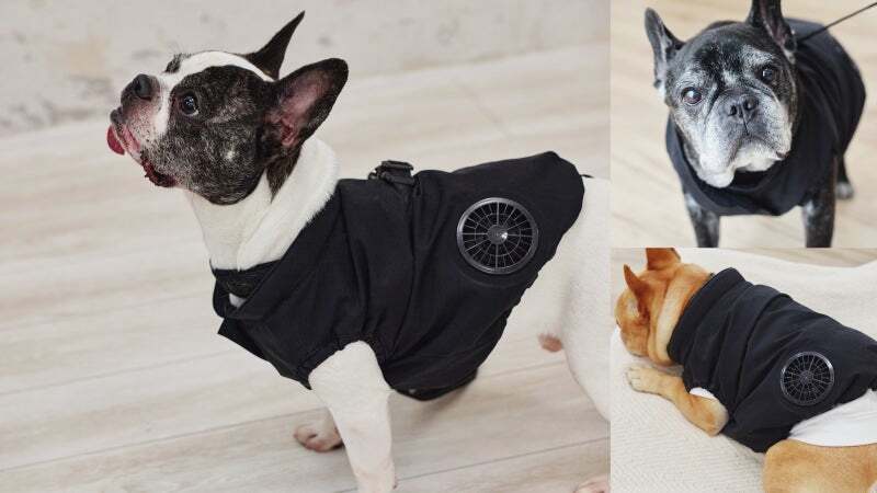 makuake_ca's tweet photo. 暑さから愛犬を守る。「フレンチブルドッグ専用クーリングウェア」がもうすぐ開始！
https://t.co/OutrHuHjLt https://t.co/dgwNS1bvnp