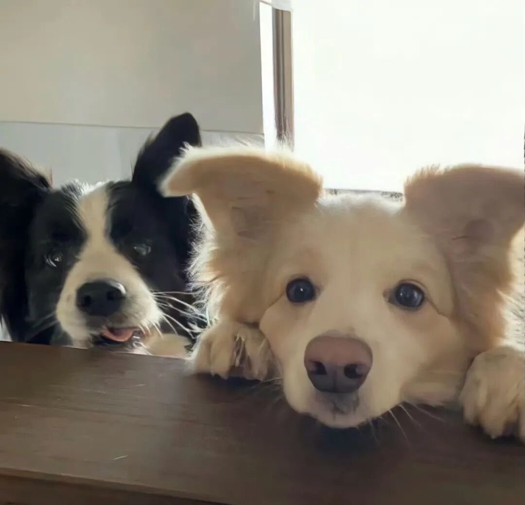 rxdchill's tweet photo. Puppies 💕 #caleb #valko #LoveandDeepspace https://t.co/sr8ak2Sv2N