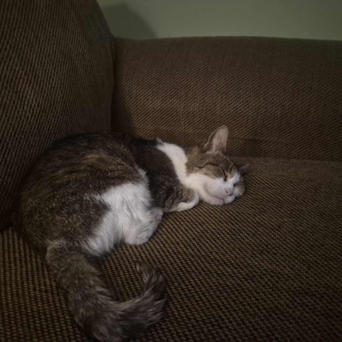Lambda_VT's tweet photo. @KumiVT Snug as a bug https://t.co/uMCLY98num