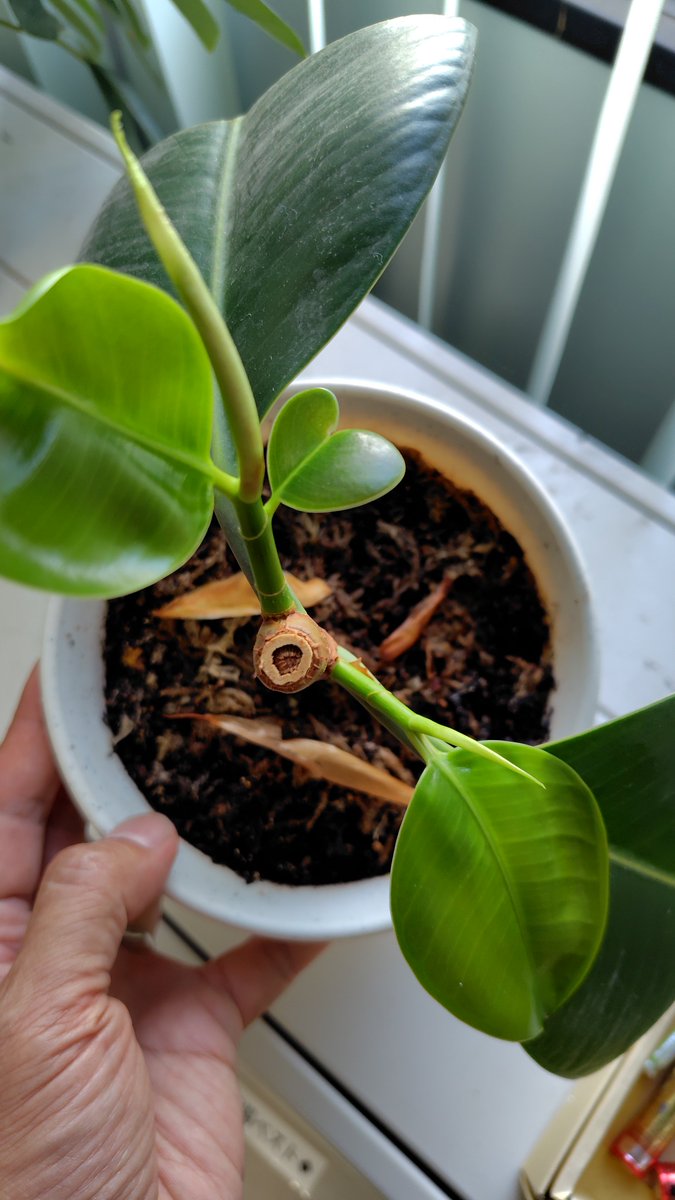 umachi38's tweet photo. ゴムの木からハートの葉っぱが生えてきました〜♪
#園芸 #観葉植物 #挿し木 #ゴムの木 https://t.co/6hxdq5Z16U