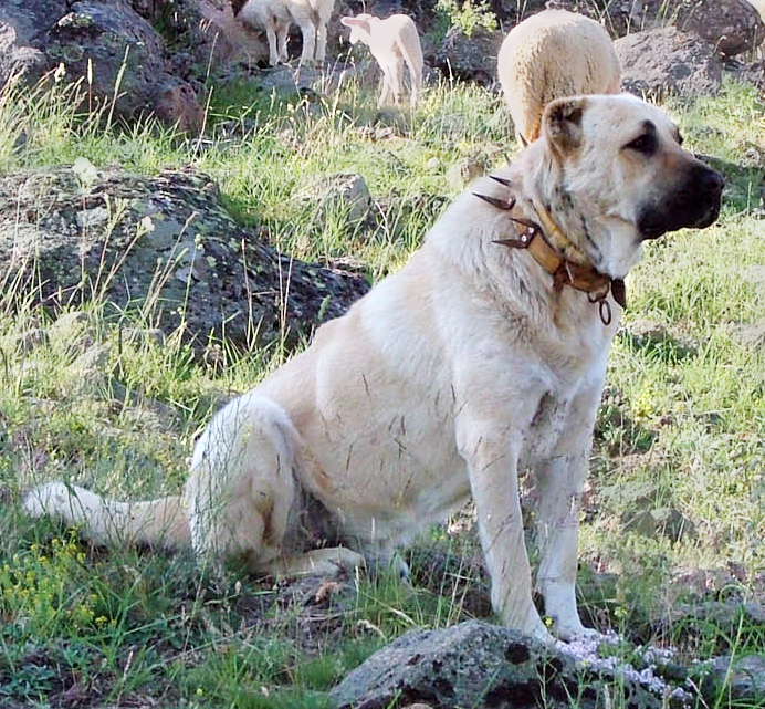 CountPascal's tweet photo. @thegreatdane269 Pitbulls are nowhere near being the "strongest" or "deadliest" dog breed. They simply lack intelligence and mental stability to not attack random things without any reason like a psychotic retard. A Kangal shepherd dog can easily outstrength, outsmart and kill a pitbull. https://t.co/LMD3E87Pxb