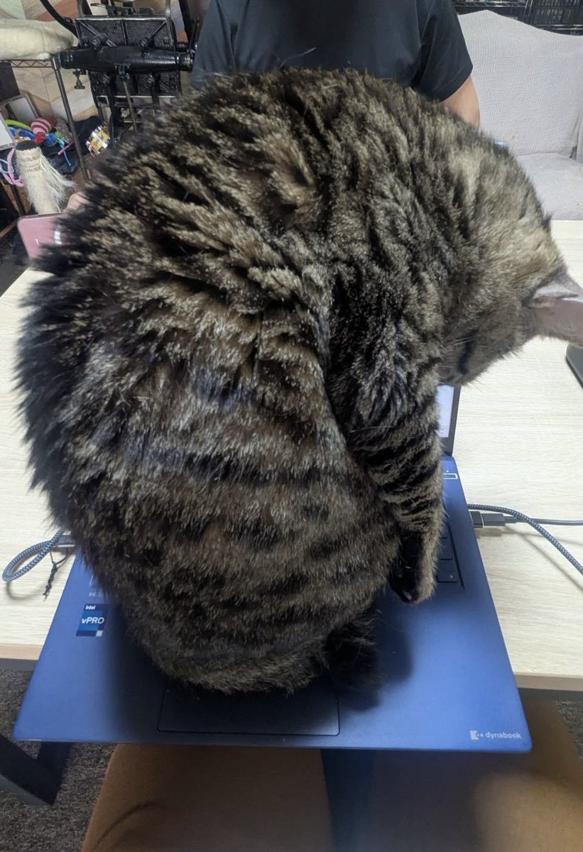 iyashi_ka's tweet photo. メーカーさんのノートPCにも臆することなく鎮座するバウム♂🐾

※ ご来社されたメーカー担当者さんが激写し送って下さいました https://t.co/ut8EYVGVJ9