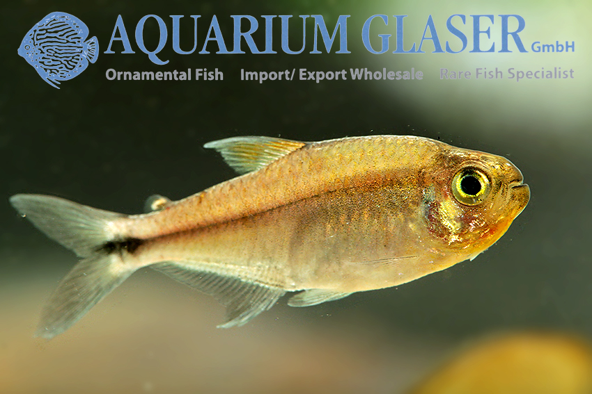 aquariumglaser's tweet photo. #Hemigrammus sp. #Cenepa 
find more details and pics @ https://t.co/kgExUnuDLM https://t.co/qq6RQn2Wwk