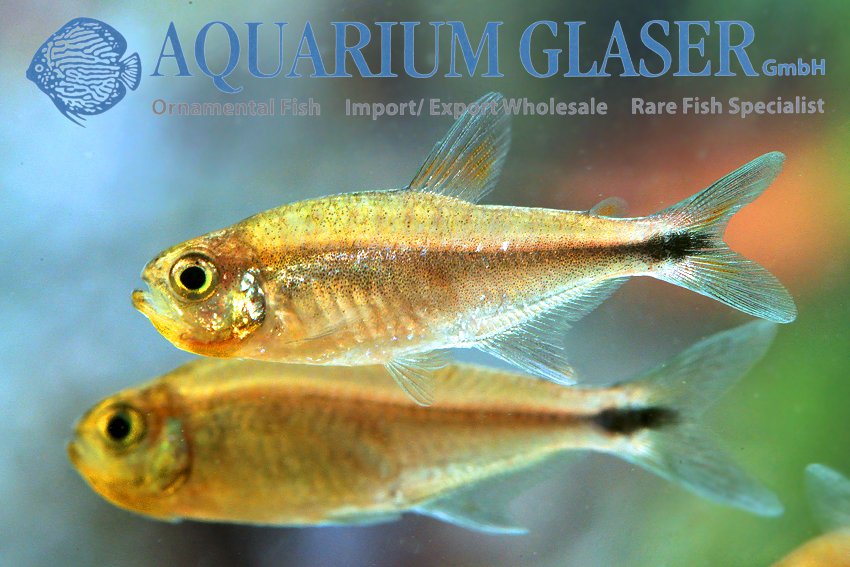 aquariumglaser's tweet photo. #Hemigrammus sp. #Cenepa 
find more details and pics @ https://t.co/kgExUnuDLM https://t.co/qq6RQn2Wwk