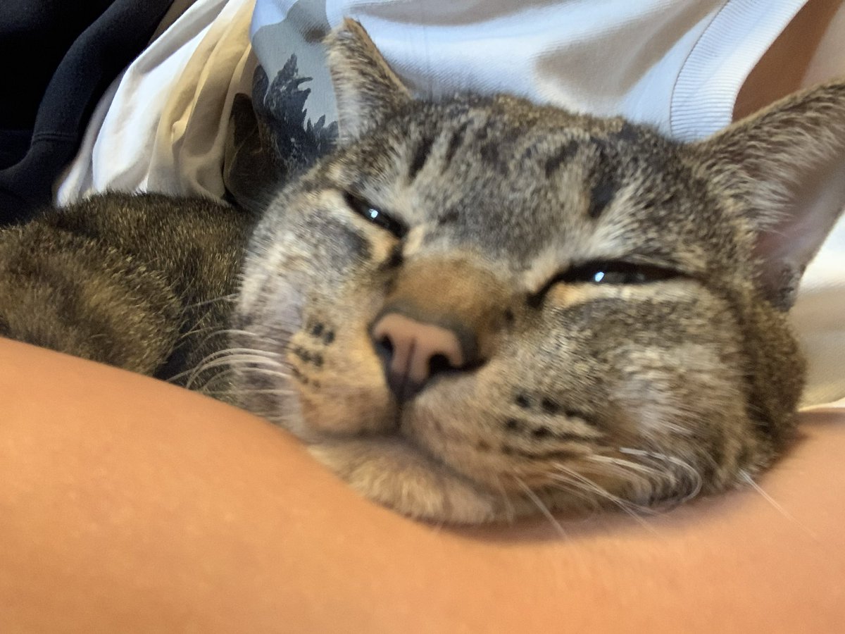 nikunoniisan's tweet photo. ☺️💤💤🐈 https://t.co/48hTrlLdkx